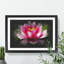 Pink Water Lily Flower Vol.3 - Picture Frame Graphic Art-62804092-62804096