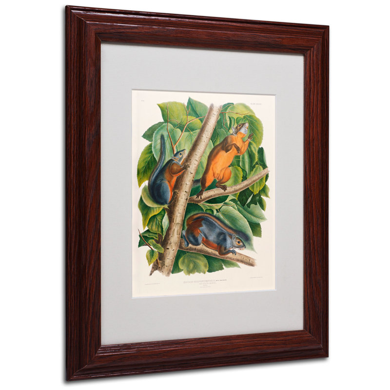 «Red-Bellied Squirrel» par John James Audubon - reproduction d'art sur toile, H 14 po x l 11 po x P 0,5 po, Brun