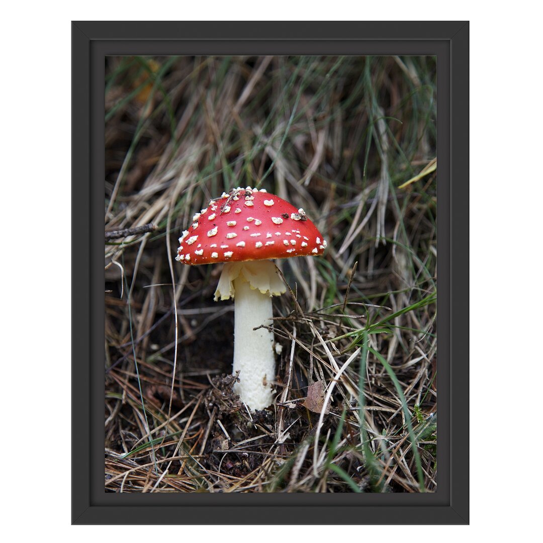 Fliegenpilz im Wald Gerahmter Fotokunstdruck