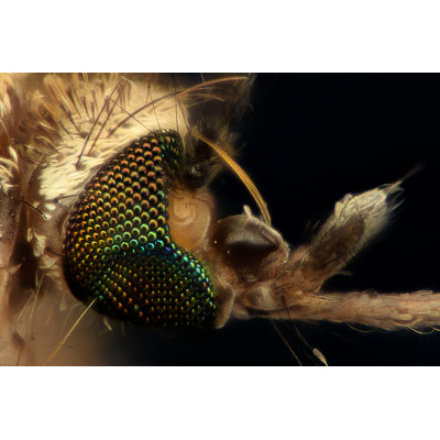 Tête de moustique Felesha par Constantincornel