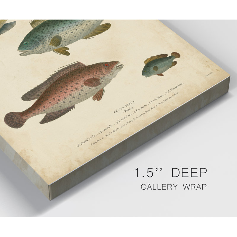 Reproduction d’art sur toile tendue « ichthyology I », H 48 po x l 32 po x P 1 po