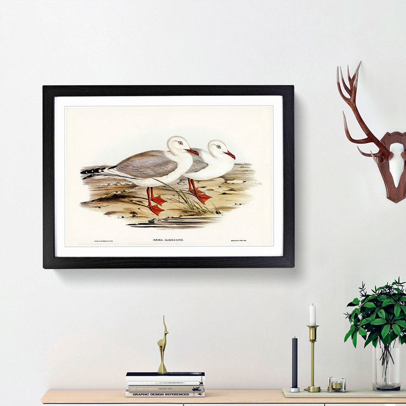 Jameson's Gull by Elizabeth Gould - Picture Frame Graphic Art Print, 27cm H x 36cm W x 2cm D, Black Framed