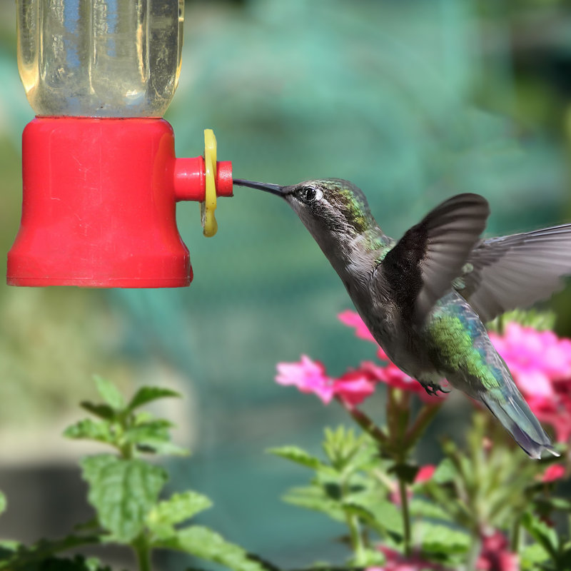 Elser Chip Resistant Hanging Hummingbird Feeder