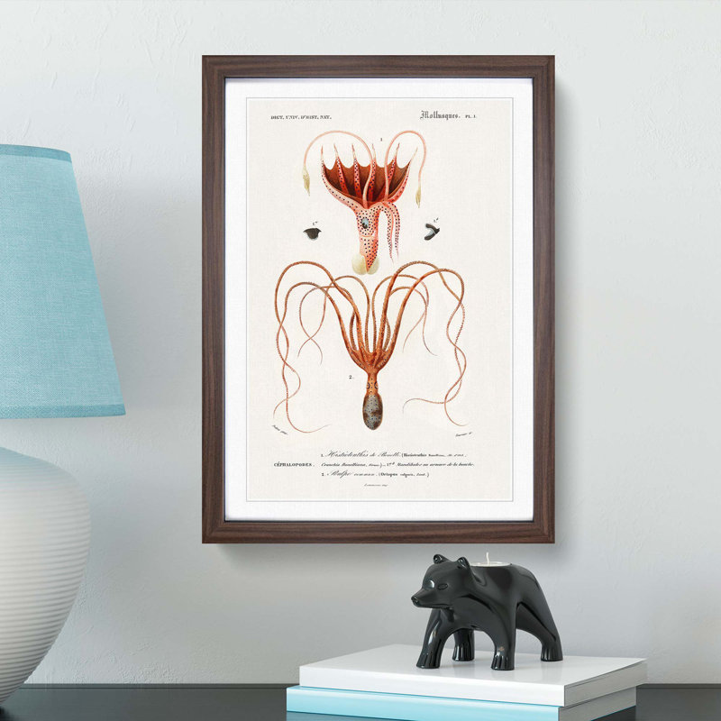 Octopus and Squid by Charles d Orbigny - Framed Print, 65cm H x 48cm W x 2cm D, Walnut Framed