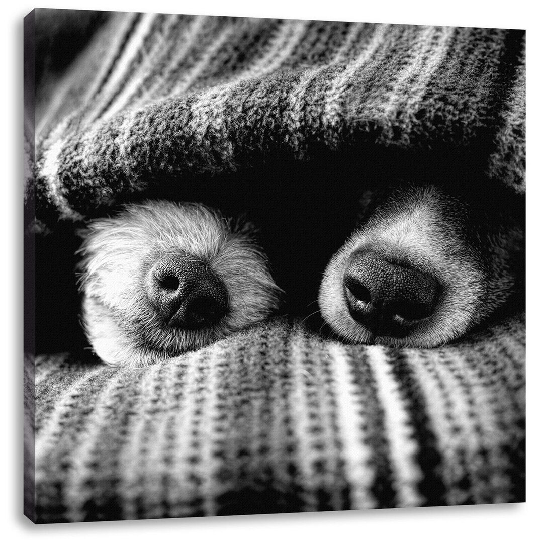 Leinwandbild Dog Snouts Under Cuddly Blanket