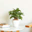 Ensemble de 2 pots à fleurs avec réservoir-1684470724