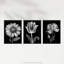 Elegant Single Tulip Daisy Rose Spring Flowers Black White - 3 Piece No Frame Print Set-1439143934
