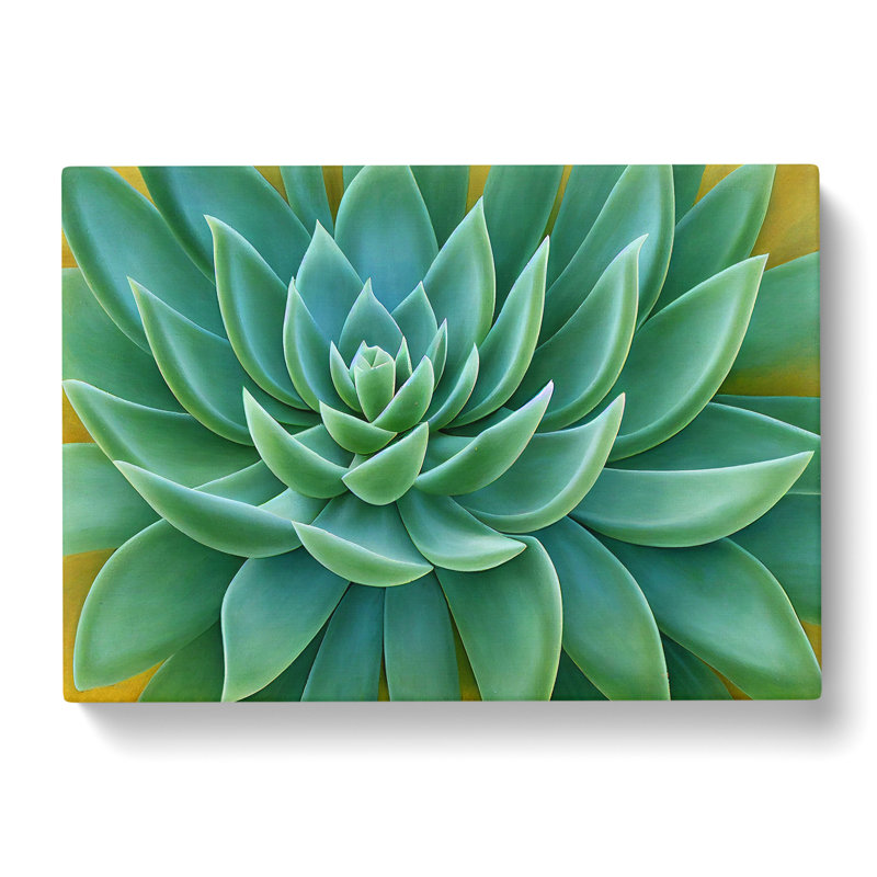 Soulful Succulent Plant - Wrapped Canvas, 50cm H x 76cm W x 3cm D