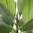 72.6'' Faux Fiddle Tree Tree in Pot