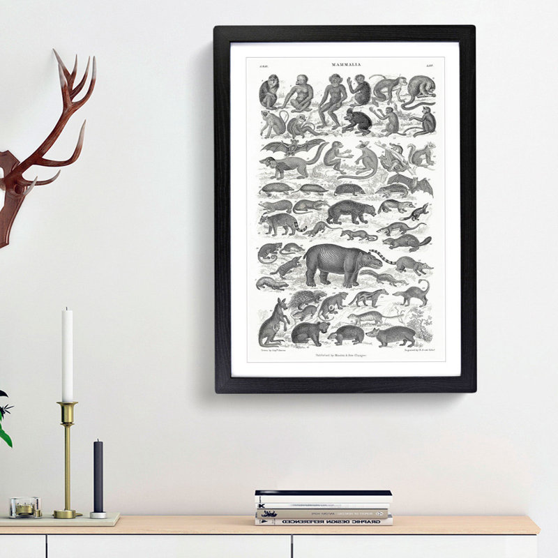 Study of Mammals LII by Oliver Goldsmith - Framed Print, 87cm H x 62cm W x 2cm D, Black Framed