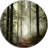 Light In Dense Fall Forest With Fog Artwork-1462172148-1360393100