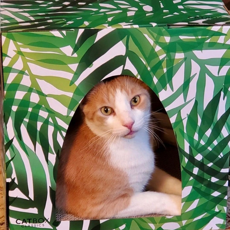 Maison pour chat Kitty Jungle