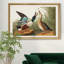 Shoveller Duck - reproduction de cadre photo sur toile-1778529750-1778529745