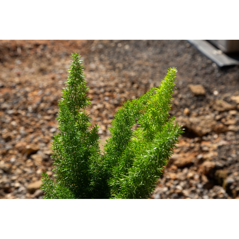 2.5 Quart Foxtail Fern in Black Plastic Pot