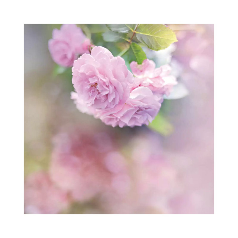 Graceful Floral by Sarah Gardner - Wrapped Canvas Gallery-Wrapped Canvas Giclée, 30.48 cm H x 30.48 cm W