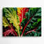 Légumes, bette à carde, bêta noire, art mural vert-1326259821