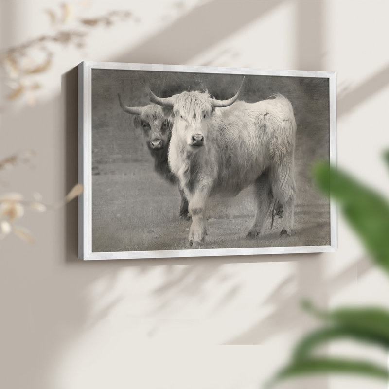 Highland Cattle Inseparable -Framed Print - Restickable, 16" H x 20" W, White