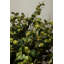 Fiori Hops Arrangement