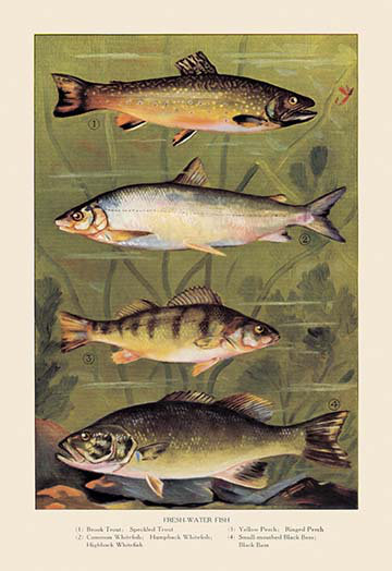 Affiche rétro en mer d’eau douce