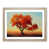 Oak
