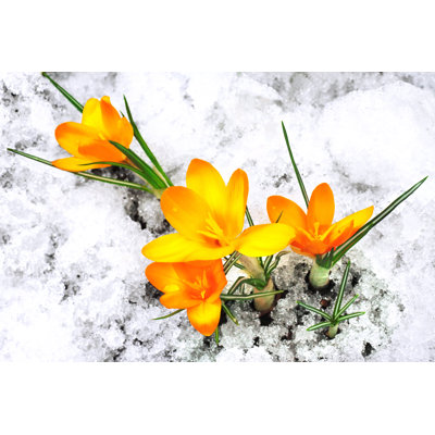 «Crocus Flowers» par Taiftin - photographie sur toile tendue