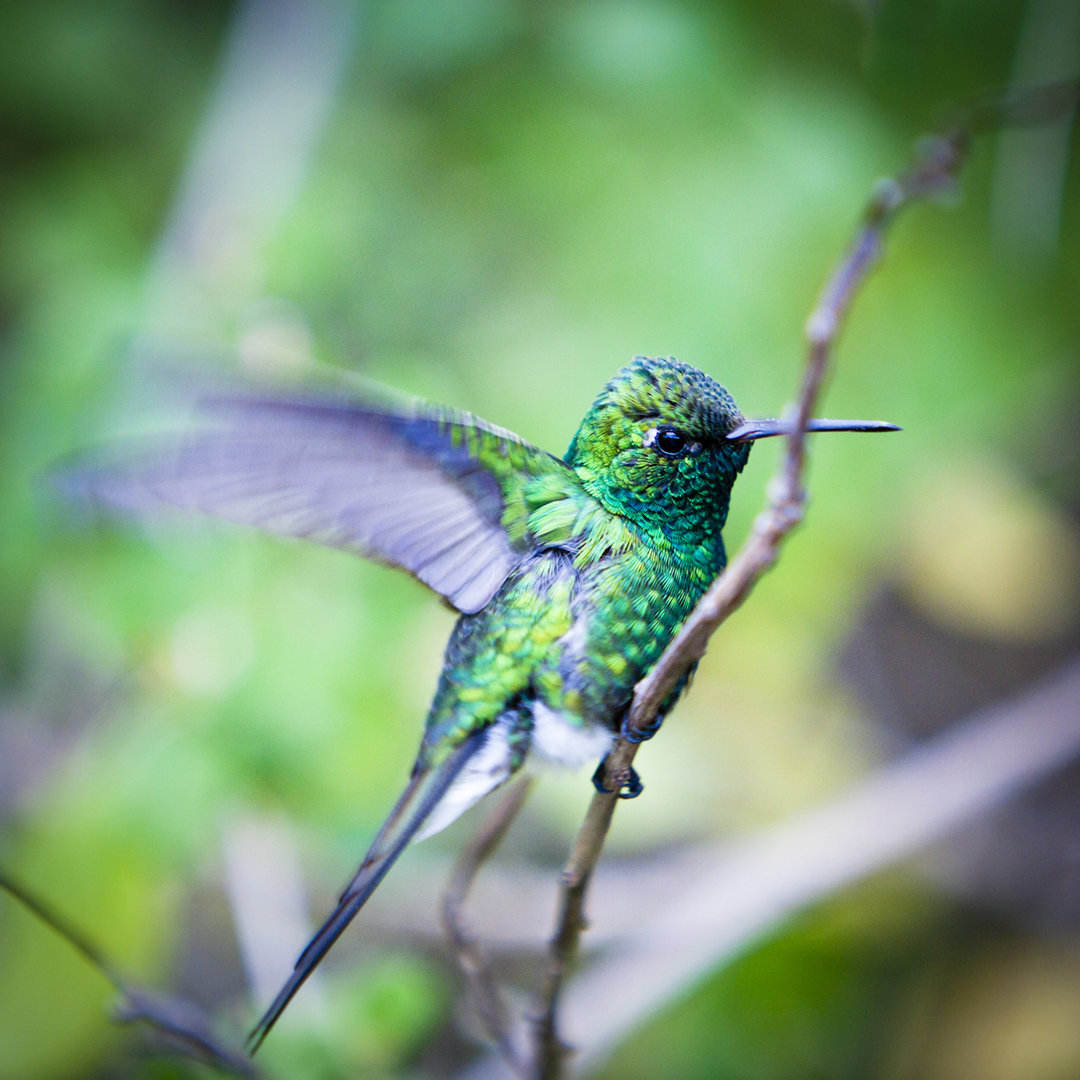 Grüner Kolibri von Flavio Vallenari - Leinwandbild