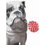 Bouledogue avec figurine lollipop