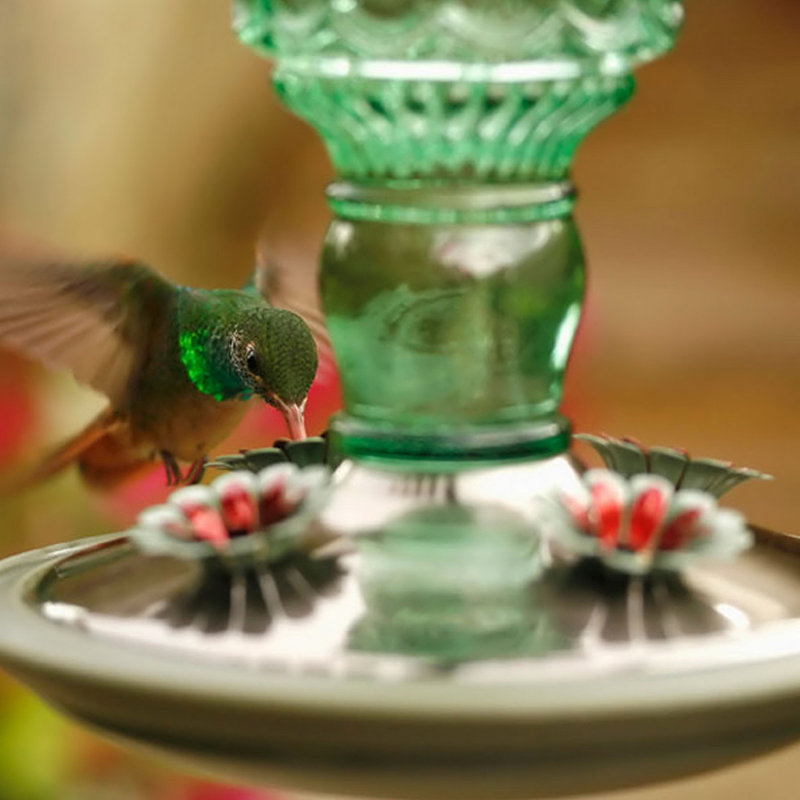 Mangeoire en verre pour colibris pour l'extérieur