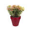 Pot Planter-37904914-37904908