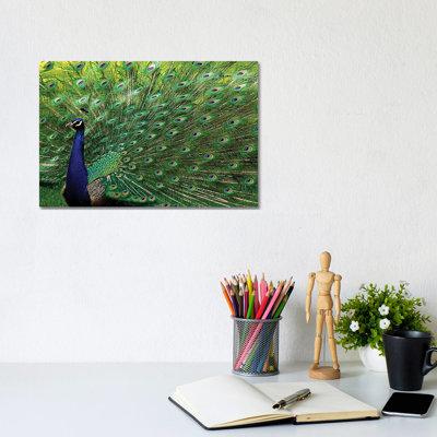 «Majestic Peacock» par Brian Wolf - photographie sur toile tendue