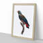 Bronze Winged Parrot by F. Levaillant - Picture Frame Graphic Art Print-55512861-55512866