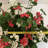 Geranium Hanging Basket