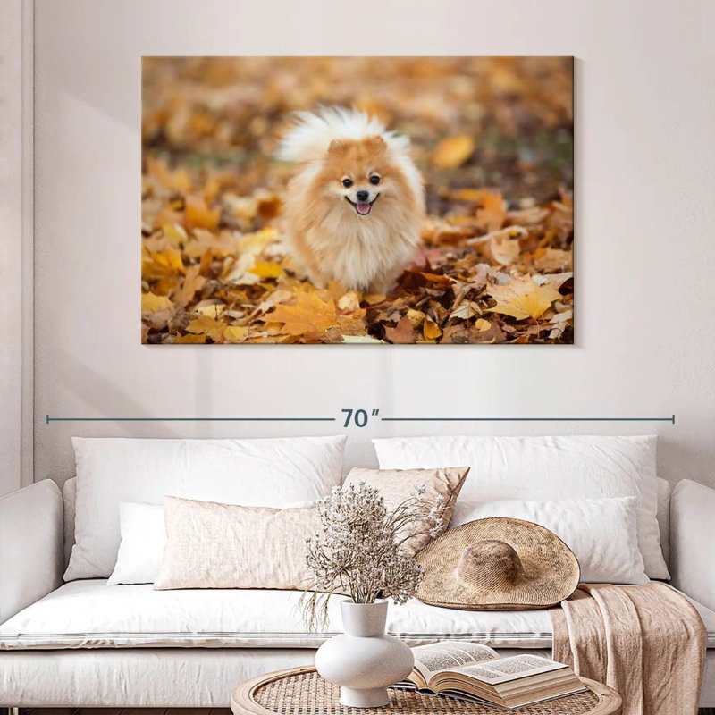 Spitz allemand Brampt sur une promenade d'automne, H 32 po x l 48 po