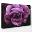 Flower Purple Rose Photographic - Wrapped Canvas-19041293