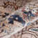 Oriental Indoor Rug