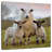 Brampt Markethill Sheep-109372532