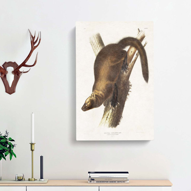 Marten by J.W. Audubon - Wrapped Canvas, 76cm H x 50cm W x 3cm D