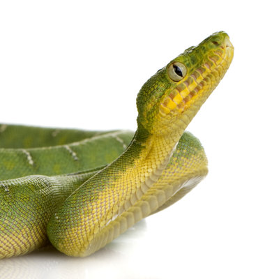 " Emerald Tree Boa " by Globalp