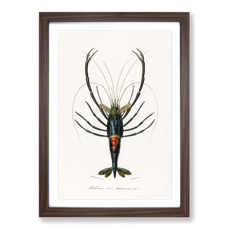 Crimson Crawfish Illustration by Charles D Orbigny - Framed Print, 65cm H x 48cm W x 2cm D, Walnut Framed