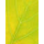 Autumn Leaf by Philippe Monthoux-65859093-132455113