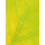 Autumn Leaf by Philippe Monthoux-65859093-65800426