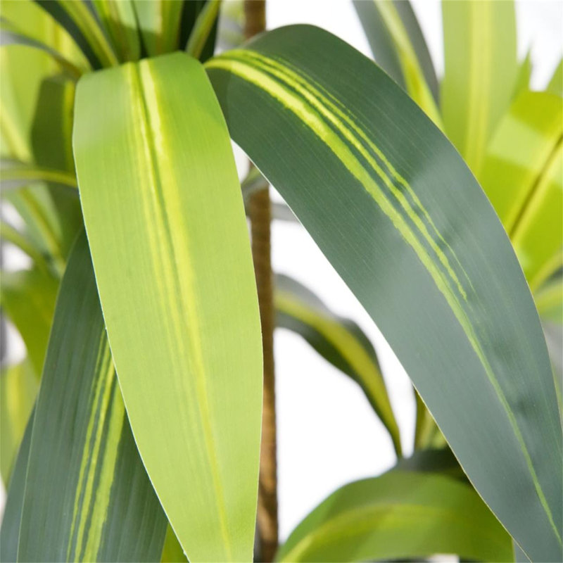 Annetraud 150cm Plant