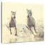 Brampt, chevaux français blancs-109393525