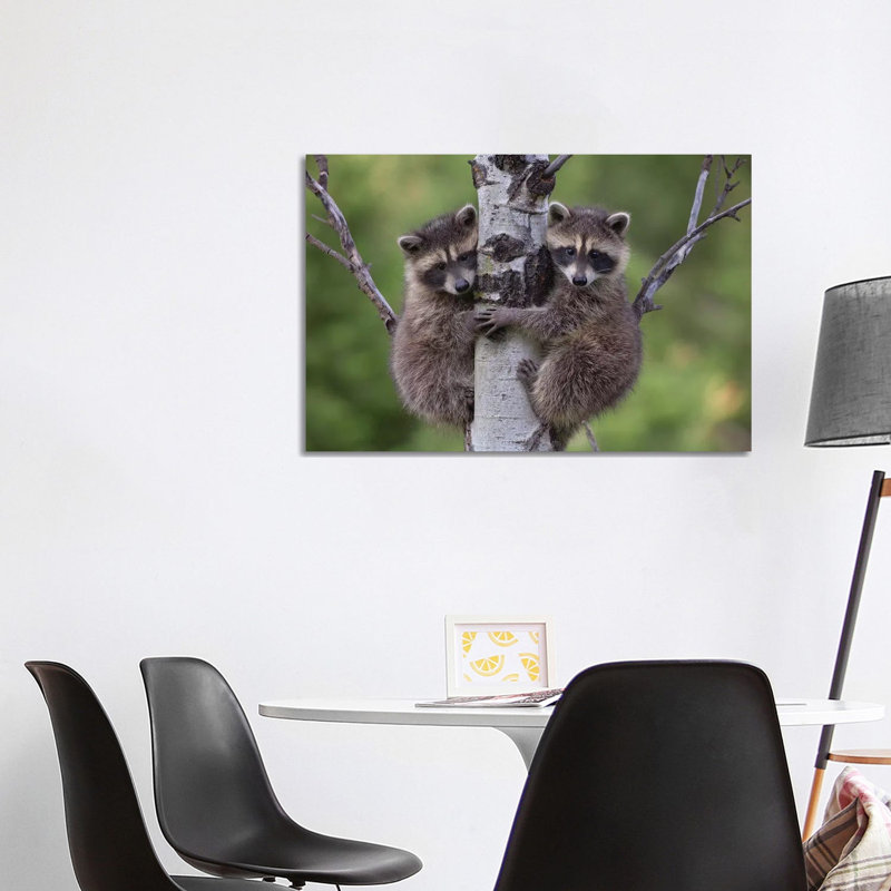 Raccoon Two Babies Climbing Tree, North America I by Tim Fitzharris - Wrapped Canvas Print