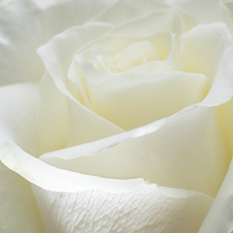 Arryanna Close-Up Of White Rose - Wrapped Canvas Print, 76cm H x 76cm W x 3.8cm D