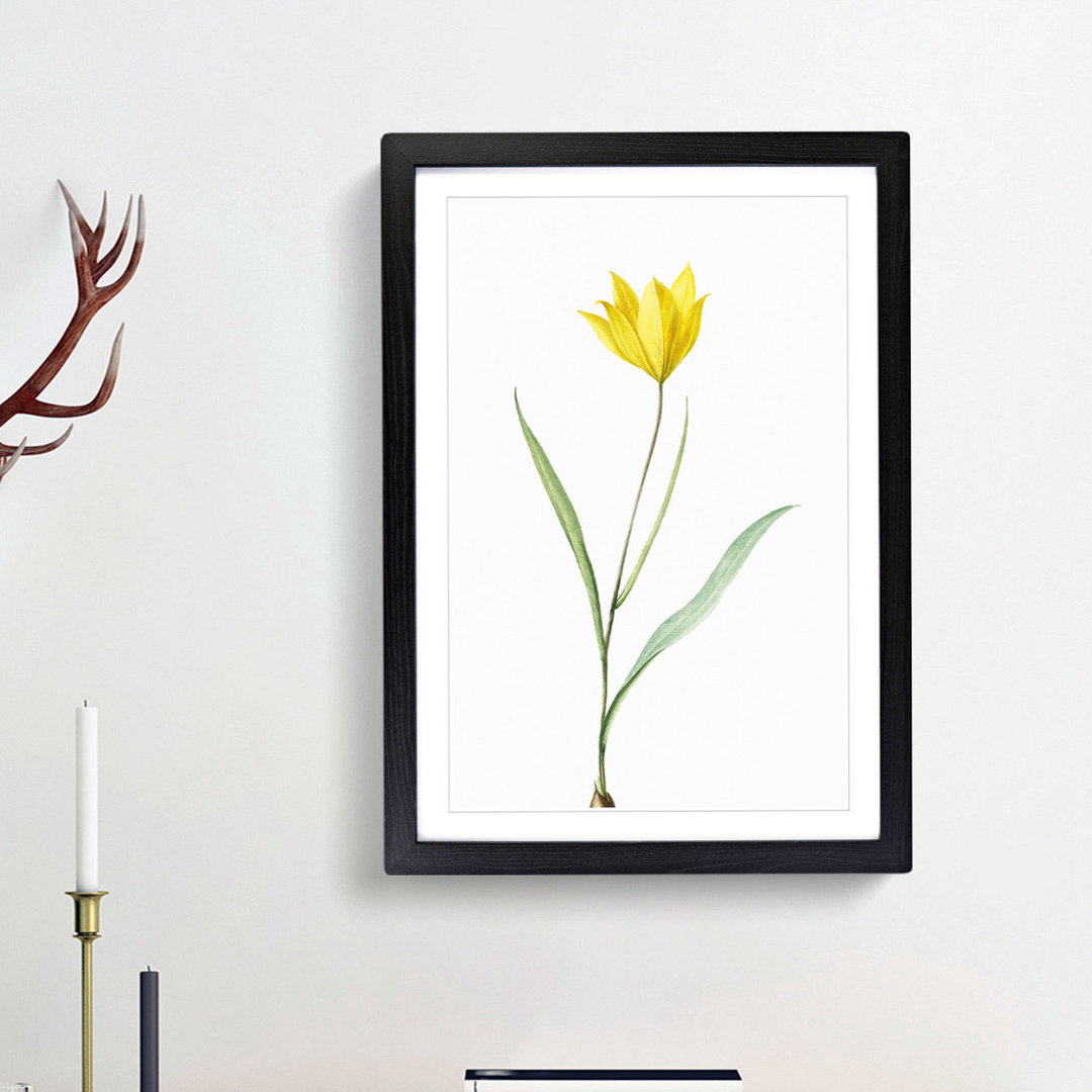 Yellow Tulip Flower by Pierre-Joseph Redoute - Picture Frame Art Print