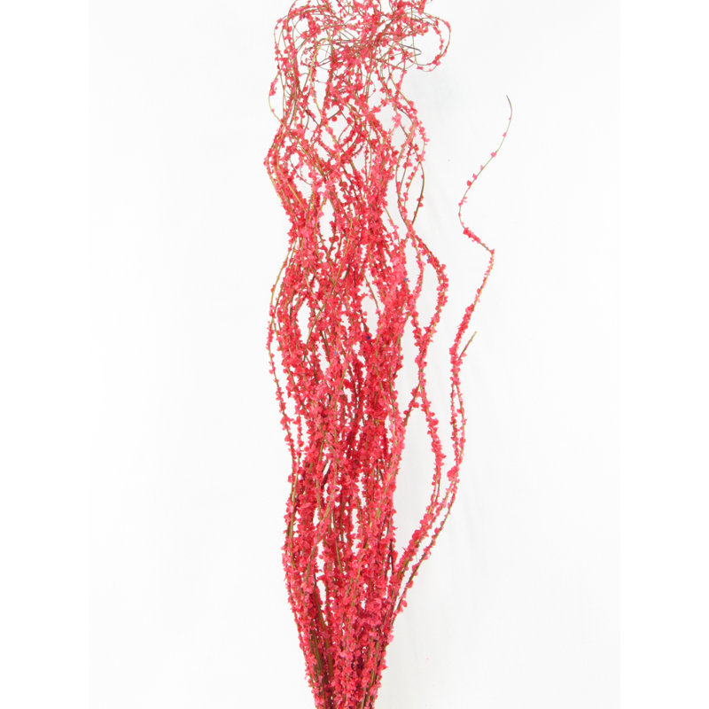 «Curly Ting Ting» avec pétales jaunes, Rose