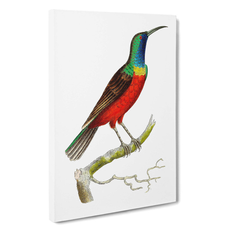 Superb Creeper Bird by George Shaw - Wrapped Canvas, 50cm H x 35cm W x 3cm D