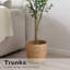 Faux Olive Tree Tree in Nursery Pot-521939558