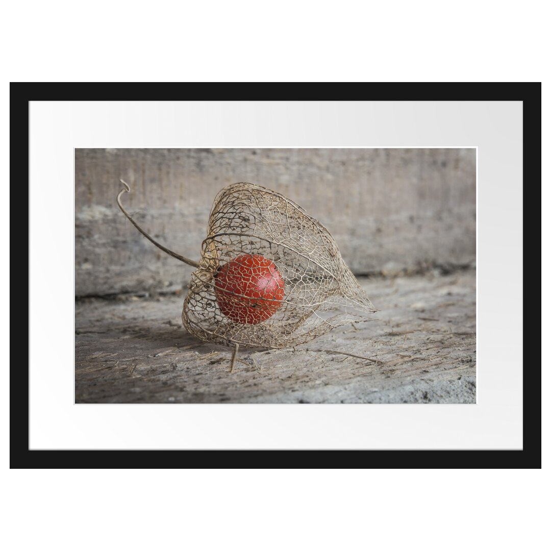 Gerahmtes Poster Physalis